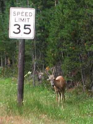 Watch for Deer Crossing