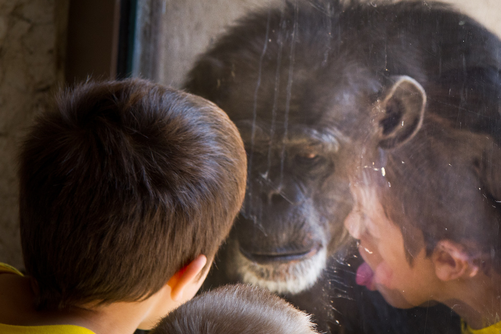 Chimp to Chimp