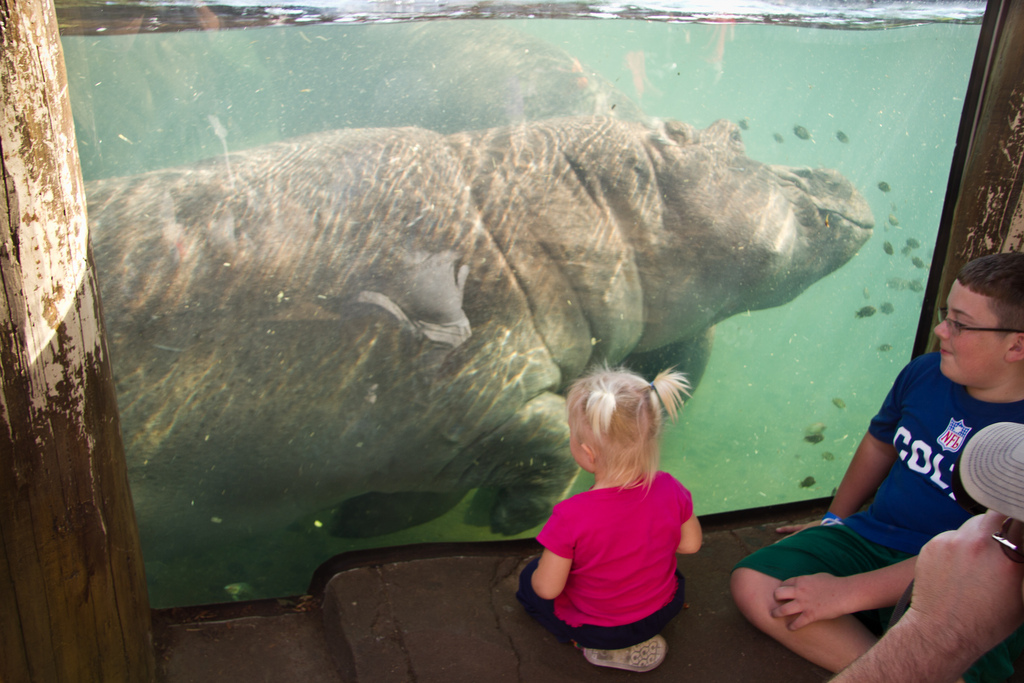 Hippo View