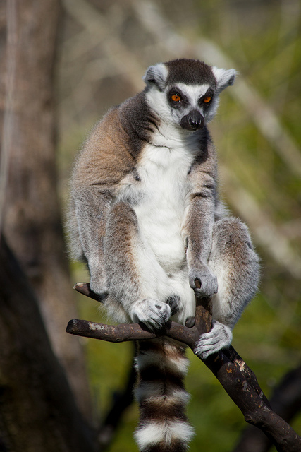 Lemurs! Lemurs!