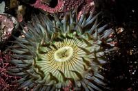 Sea Anemone Macro Shots