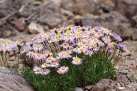 Charity Valley Flowers