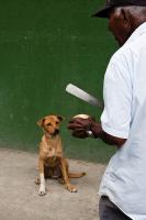 Dog and Coconut Vendor