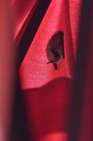 Bachelor Bat
